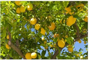 Tablou - Lămâiță (90x60 cm)