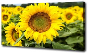 Tablou pe pânză Câmp de floarea-soarelui