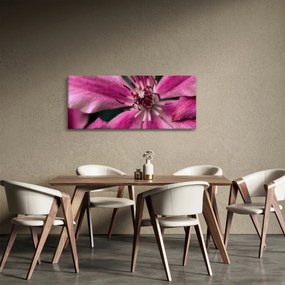 Tablou cu floarea roz de clematis (120x50 cm)