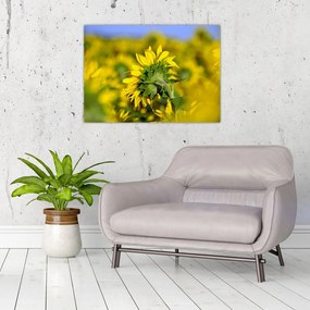 Tablou pe sticlă cu floarea soarelui (70x50 cm)