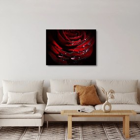 Tablou pe sticlă - Trandafir (70x50 cm)