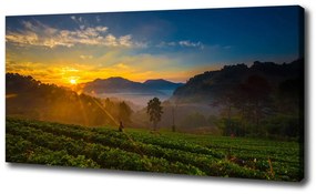 Print pe pânză Plantație de ceai