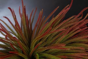 Aranjament floral mediu design LUX SLIMPINE BUSH