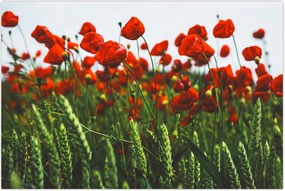 Tablou - Maci în vânt (90x60 cm)