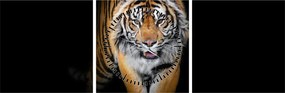 Tablou - Tiger (cu ceas) (90x30 cm)