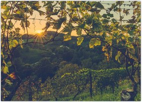 Tablou - Podgorii (70x50 cm)