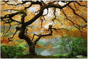 Tablou - Arțarul japonez galben, Portland, Oregon (90x60 cm)