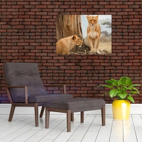 Tablou - două leoaice (70x50 cm)