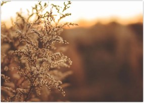 Tablou - Iarba înflorită (70x50 cm)