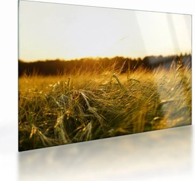 Tablou pe sticlă iarba cu rouă (70x50 cm)