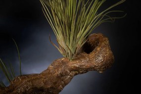 Aranjament floral mediu design LUX CUBE TRUNK VINE