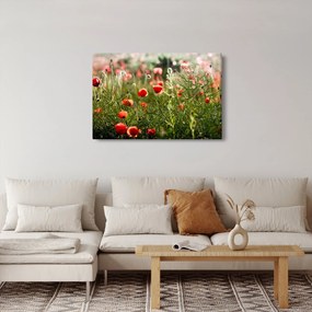 Tablou cu maci (90x60 cm)