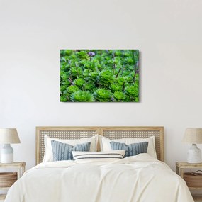 Tablou - Aloe (90x60 cm)