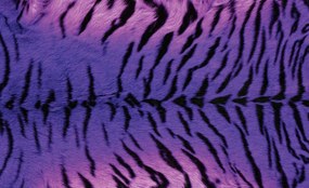 Fototapet - Tigrul (254x184 cm), în 8 de alte dimensiuni noi