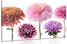 Tablou flori de dalia într-un design multicolor