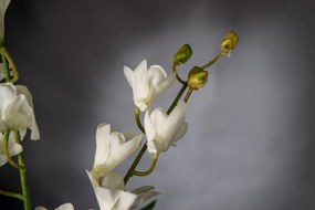 Aranjament floral elegant, design LUX ETERNITY ALFEO CYMBIDIUM