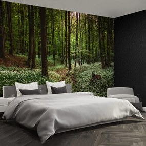 Fototapet Spring Forest