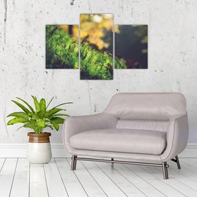 Tablou - Ciupercă și muschi (90x60 cm)