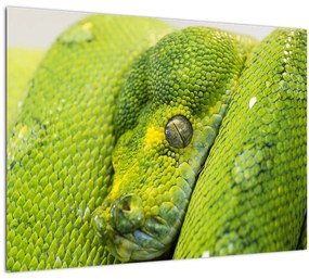 Tablou cu șarpe (70x50 cm), în 40 de alte dimensiuni noi