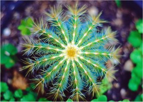 Tablou cu cactus (70x50 cm)