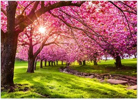 Tablou - Cireși înfloriți, Hurd Park, Dover, New Jersey (70x50 cm)
