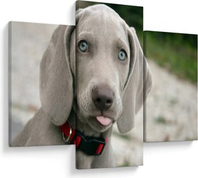 Tablou - cățeluș weimaraner (90x60 cm)