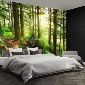 Fototapet Misty Forest