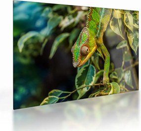 Tablou pe sticlă cu cameleon (70x50 cm)