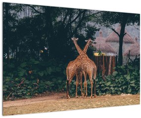 Tablou cu două girafe (90x60 cm)