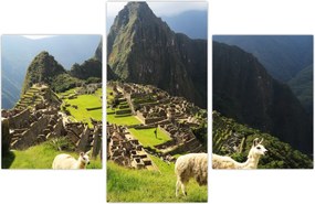 Tablou - Lame in Machu Picchu (90x60 cm)