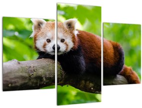 Tablou cu panda roșie (90x60 cm)