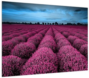 Tablou cu cîmp de flori (70x50 cm), în 40 de alte dimensiuni noi