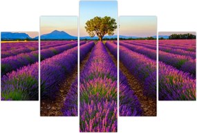 Tablou - Câmp de lavandă (150x105 cm)