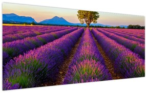Tablou - Câmp de lavandă (120x50 cm)
