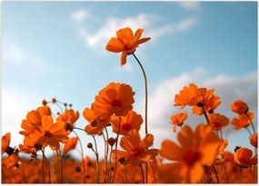 Tablou - Flori sălbatice (70x50 cm)