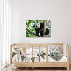 Tablou - Panda in copac (70x50 cm)