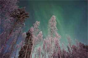 Tablou cu aurora borealis deasupra pomilor înghețați (90x60 cm)