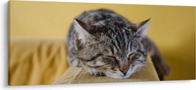Tablou cu pisica pe fotoliu (120x50 cm)