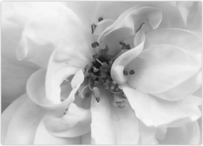 Tablou - Floare,alb-negru (70x50 cm)