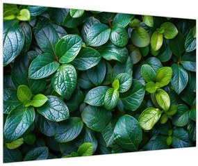 Tablou - Plante verzi (90x60 cm)