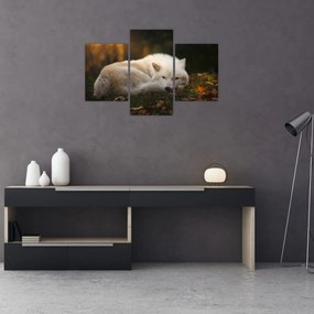 Tablou - Lupul care se odihnește (90x60 cm)