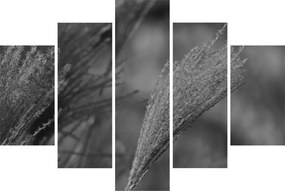 Tablou - Iarbă de pampas uscată (150x105 cm)