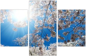 Tablou - Flori de cireș (90x60 cm)