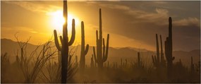 Tablou - Cactuși Saguaro (120x50 cm)