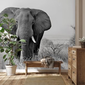 Fototapet - Elefant african (147x102 cm)
