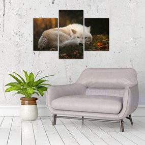 Tablou - Lupul care se odihnește (90x60 cm)