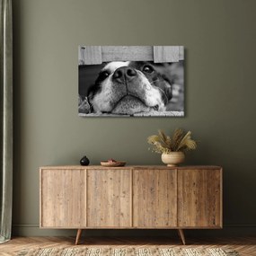 Tablou cu câine (90x60 cm)
