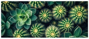Tablou - Cactuși (120x50 cm)