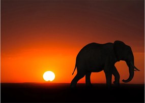 Tablou pe sticlă cu elefant în apus de soare (70x50 cm)