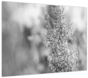 Tablou pe sticlă - Iarbă de pampas Boho (70x50 cm)